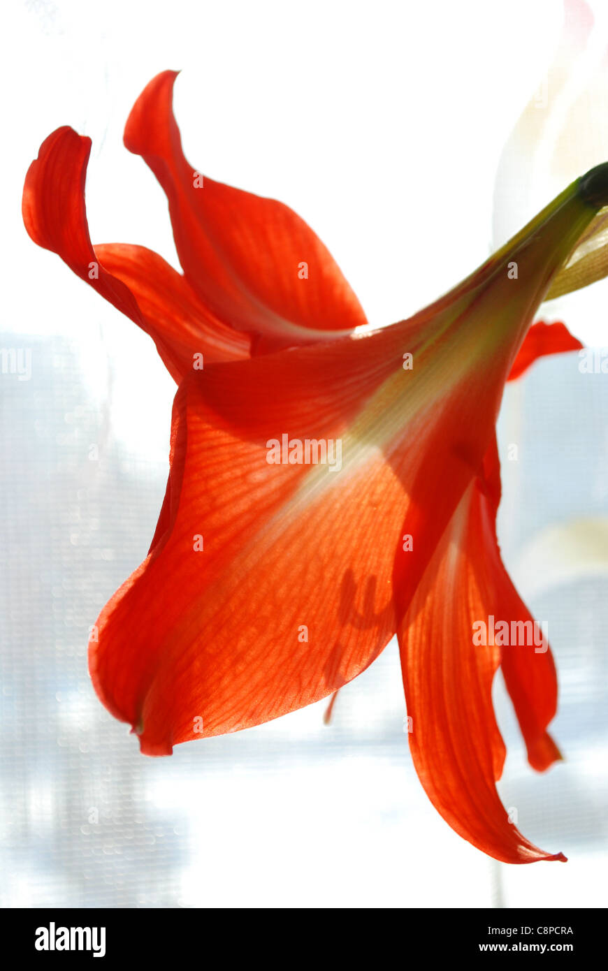 orange lily blossom Stock Photo