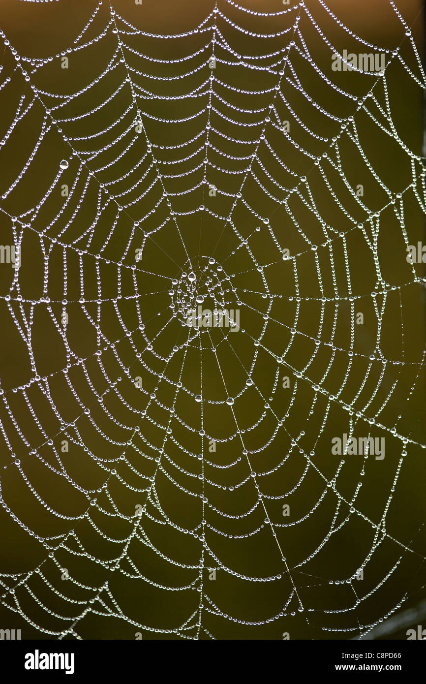 Spiders Web Stock Photo