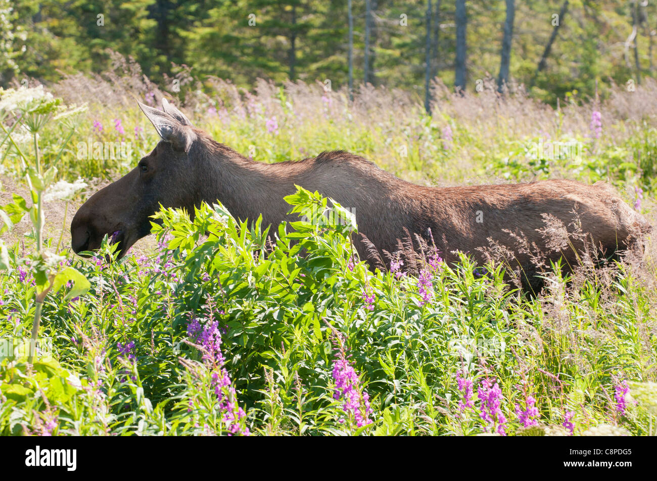 Moose eating wildflowers, Alaska Stock Photo Alamy