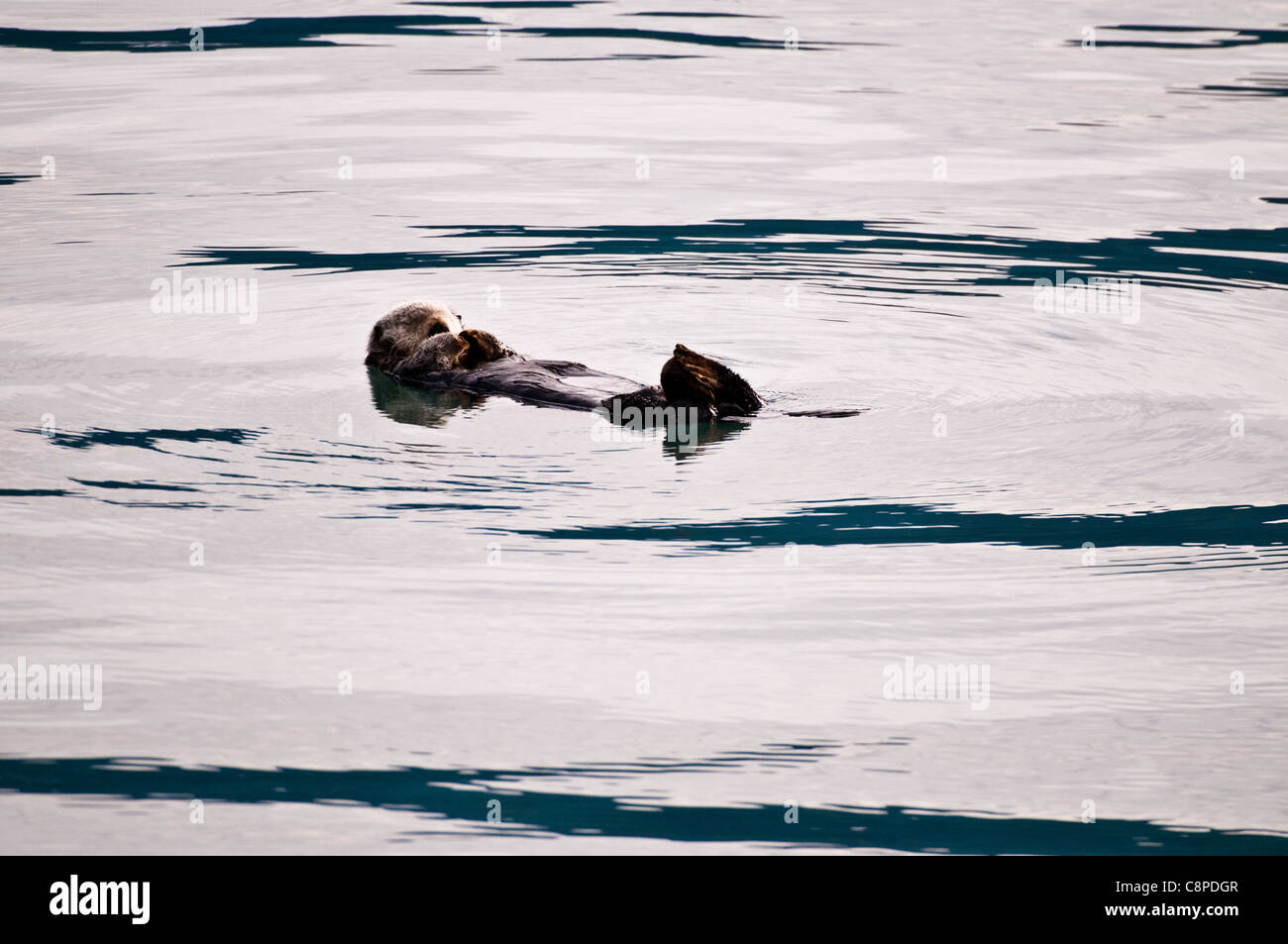 Sea Otter floating in ocean off Seward, Alaska Stock Photo
