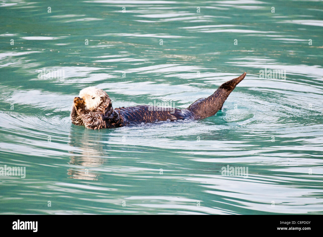 Sea Otter floating in ocean off Seward, Alaska Stock Photo - Alamy