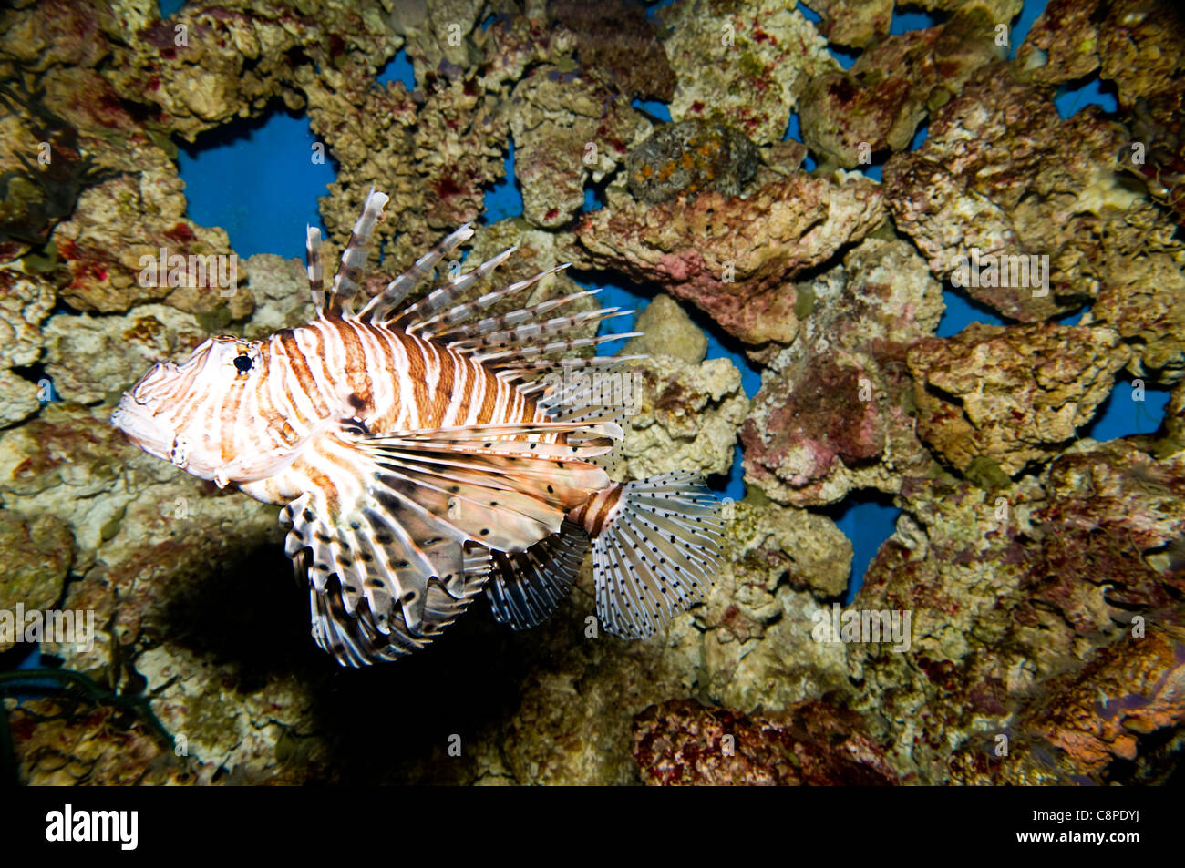 Lionfish from San Diego' Birch Aquarium Stock Photo Alamy