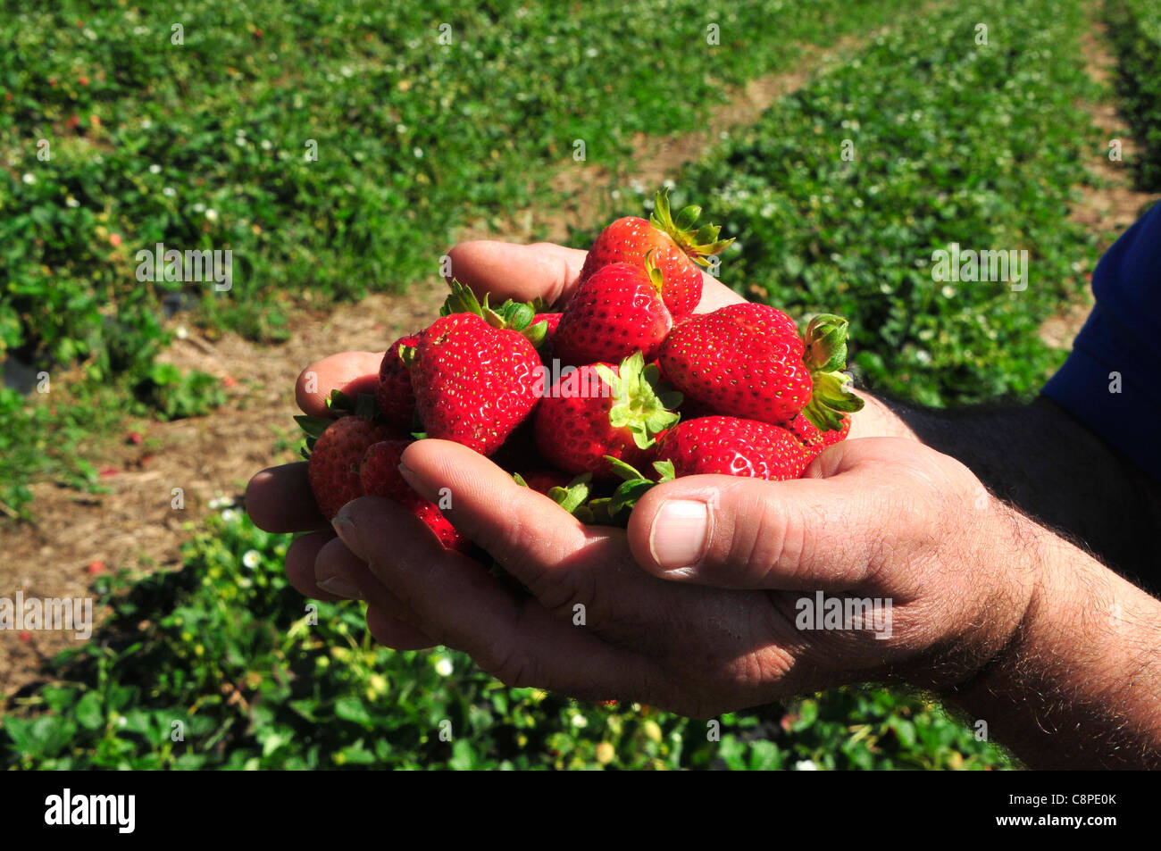 A handful of strawberries grown on a farm in Quebec, Canada Stock Photo ...