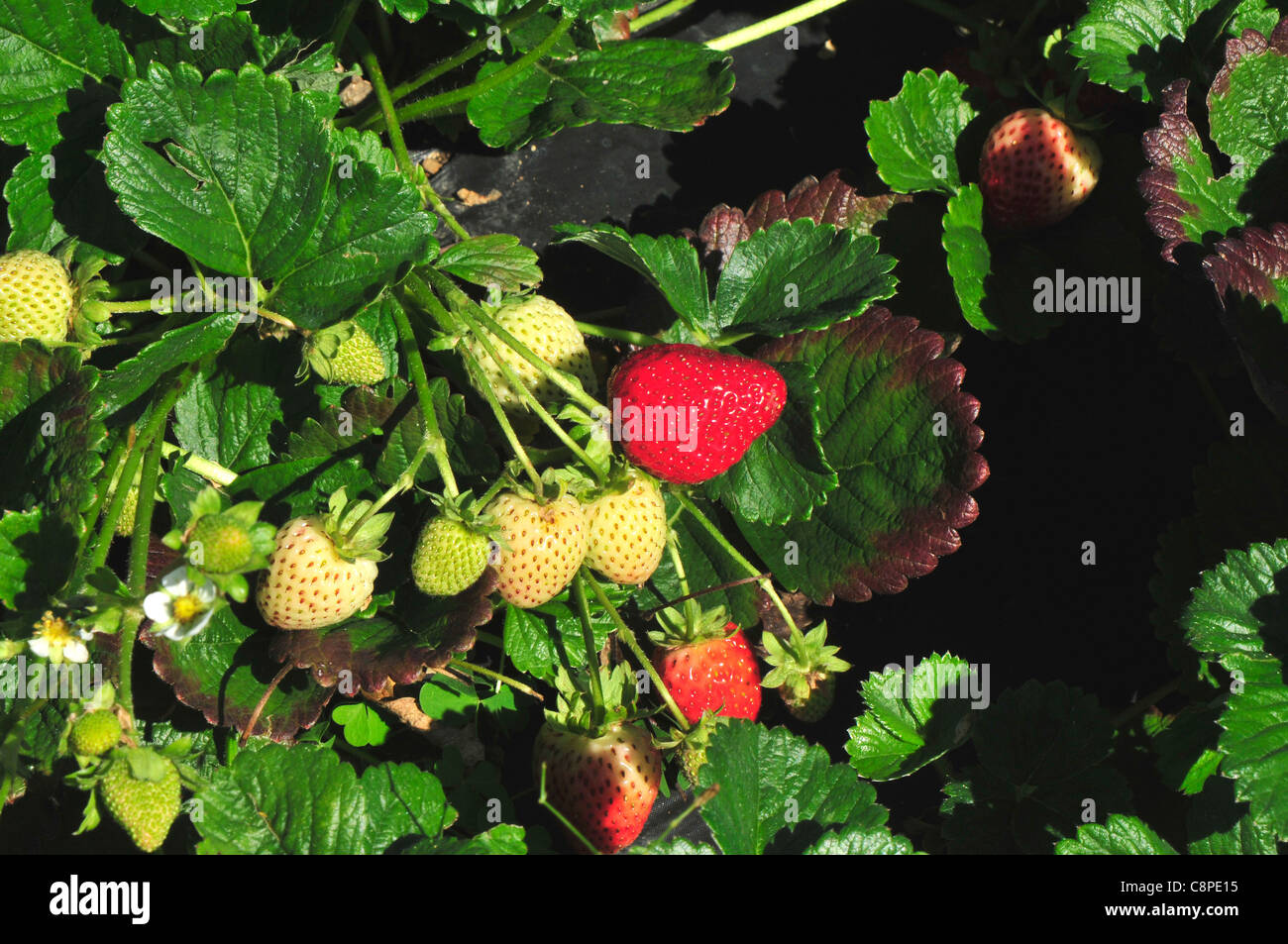 Strawberry farming in Quebec, Canada Stock Photo - Alamy
