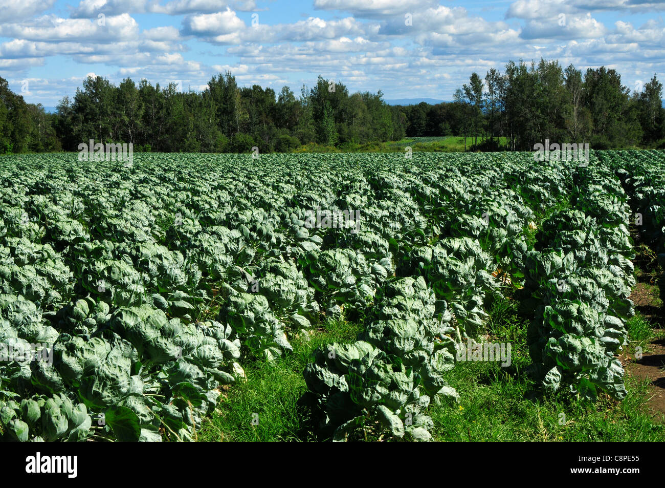 Large scale cabbage growing on a farm in Quebec, Canada Stock Photo Alamy