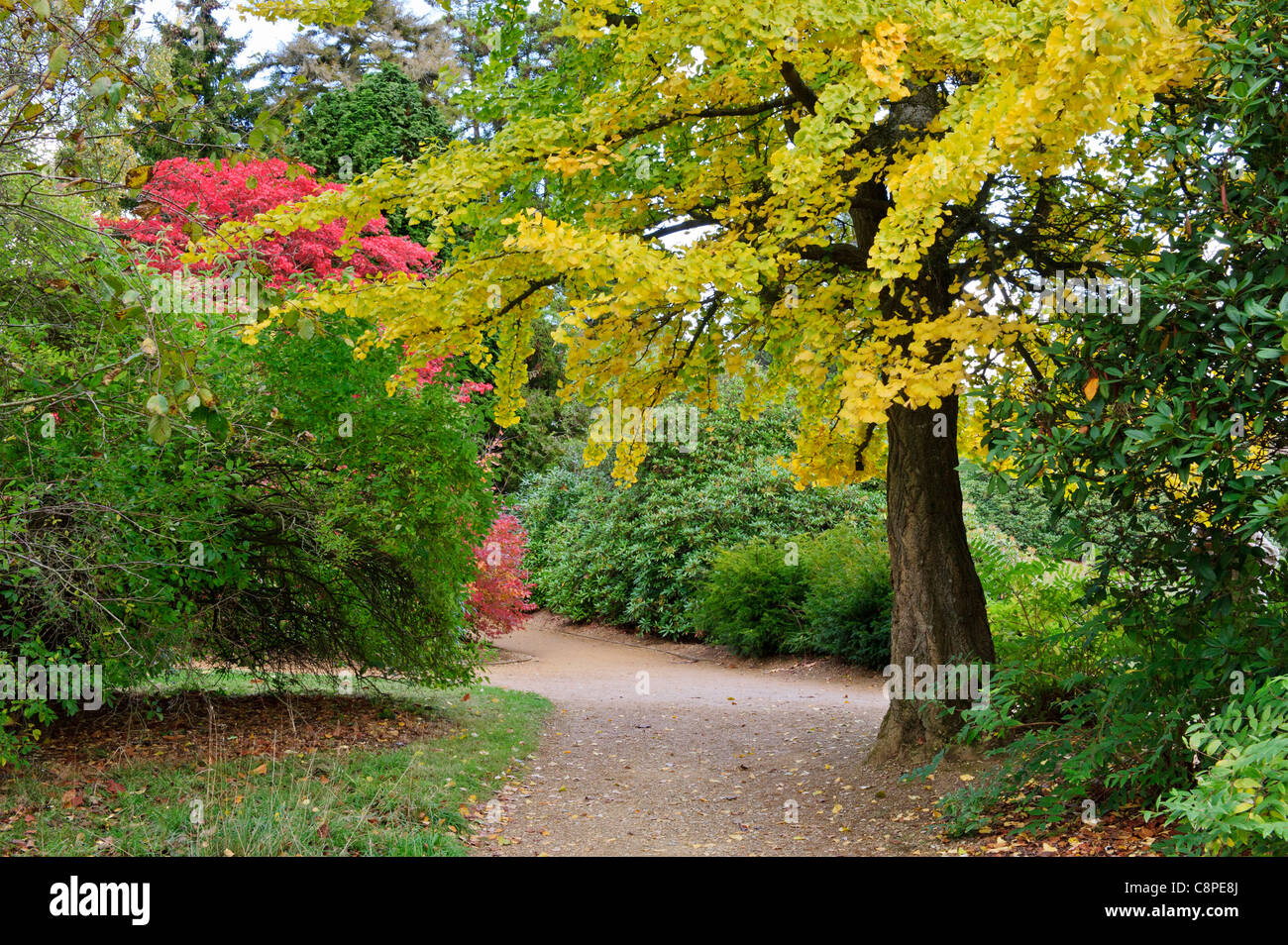 Autumn Yellow leaves on trees in Park, United Kingdom Stock Photo - Alamy