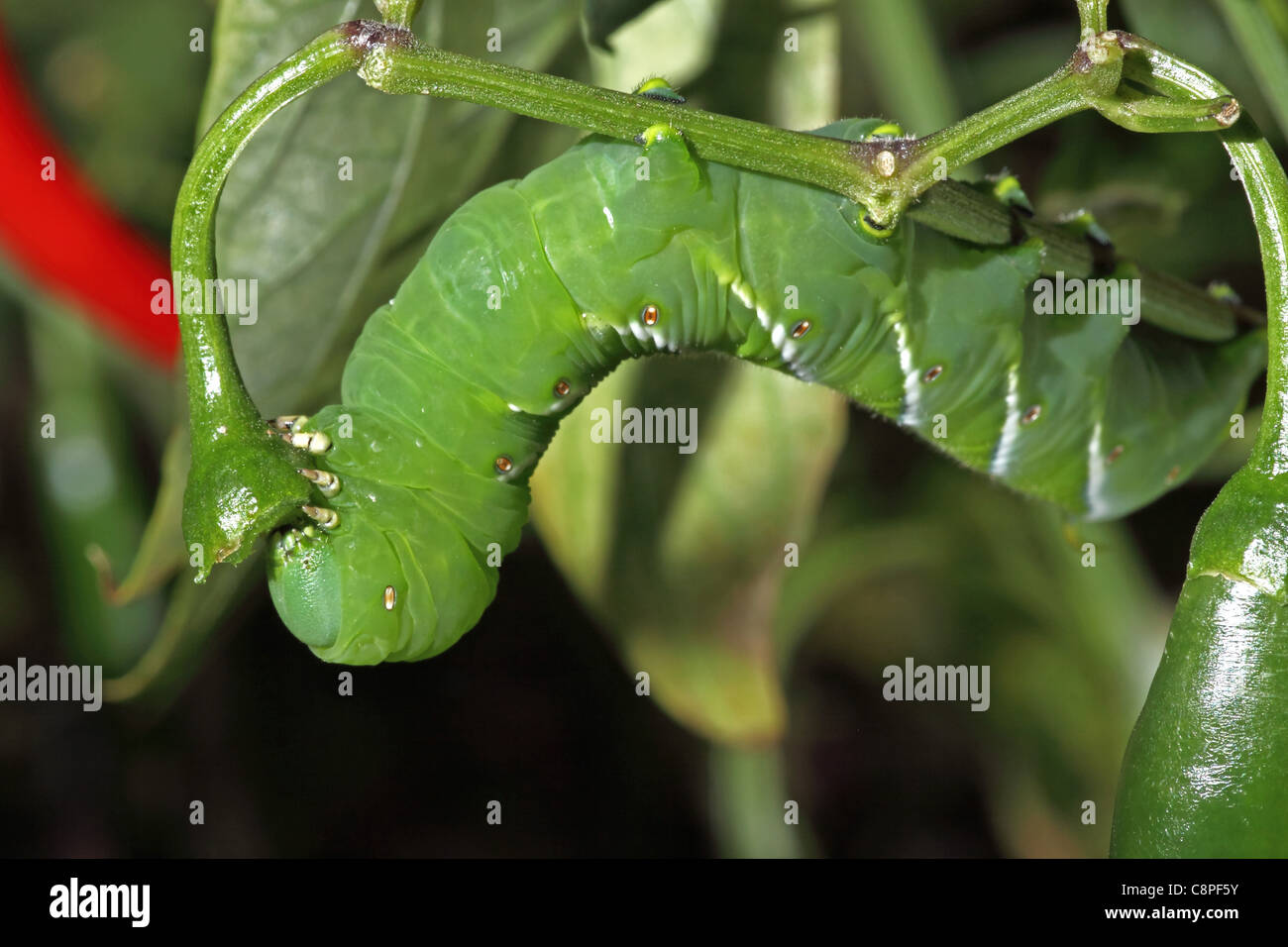 horn worm eating pepper plant Stock Photo Alamy