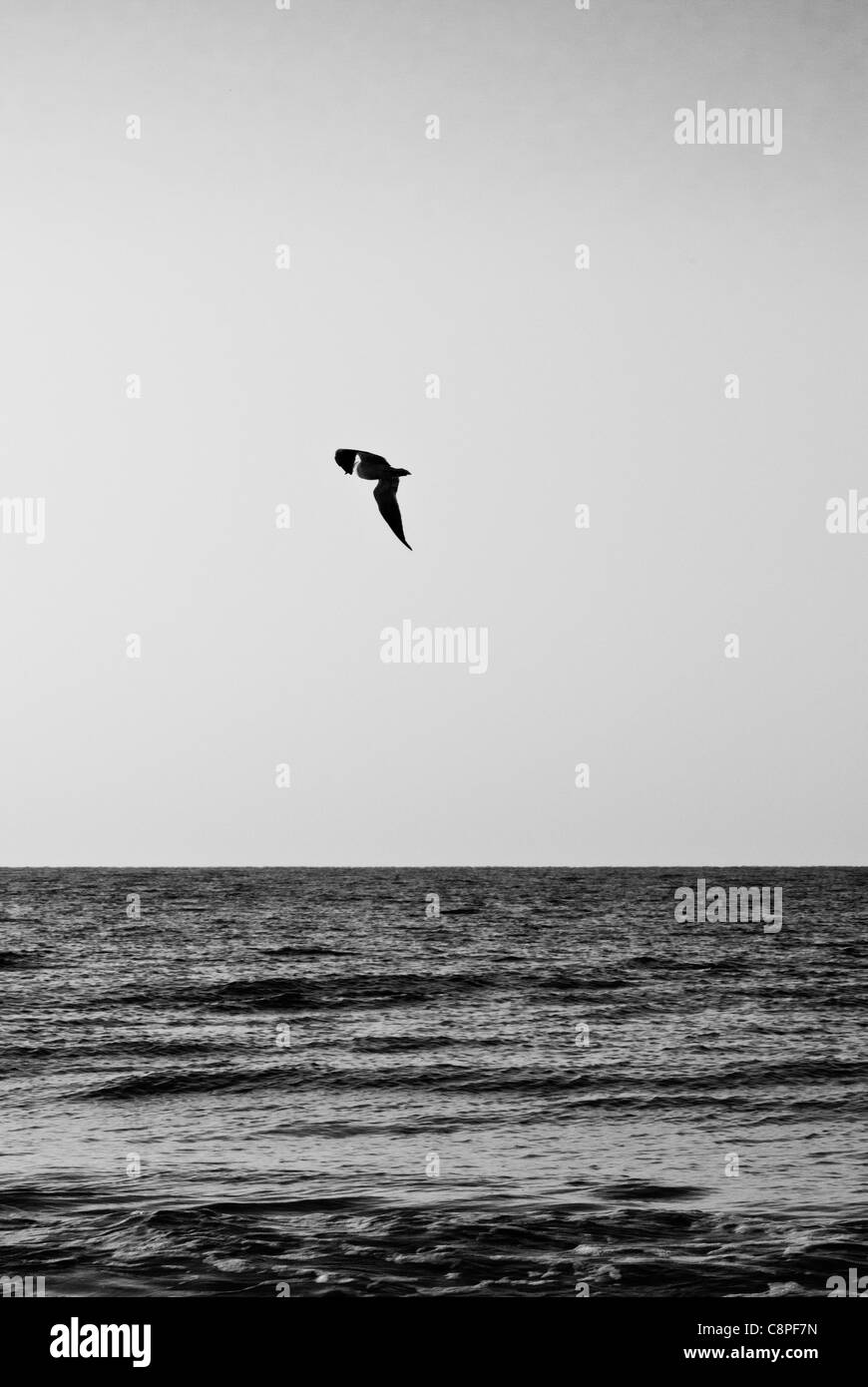Dramatic black and white image of a seagull flying over the ocean Stock ...