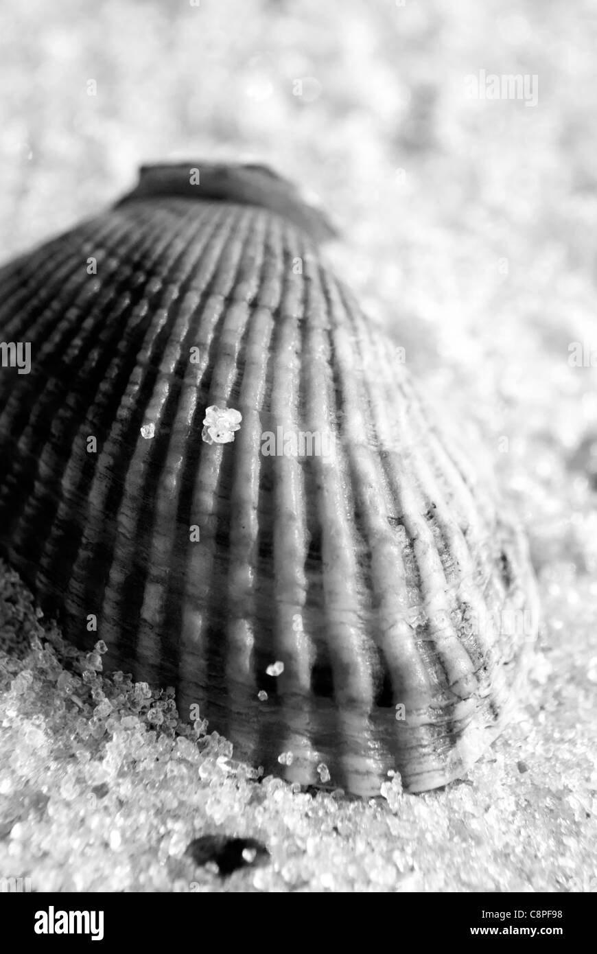 Full frame black and white of a shell on the beach Stock Photo