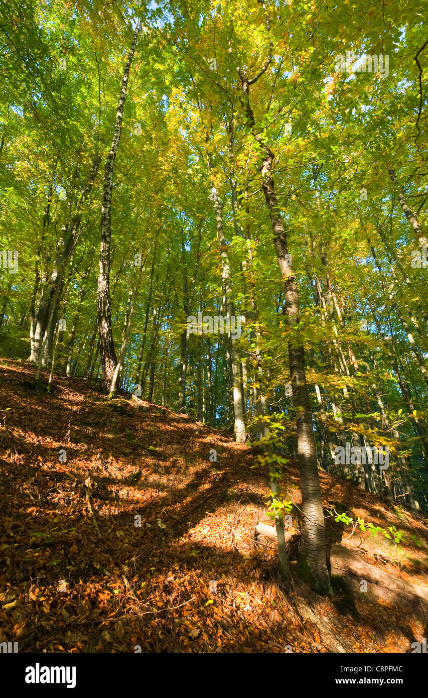 First autumn yellow foliage in sunny mountain beech forest Stock Photo