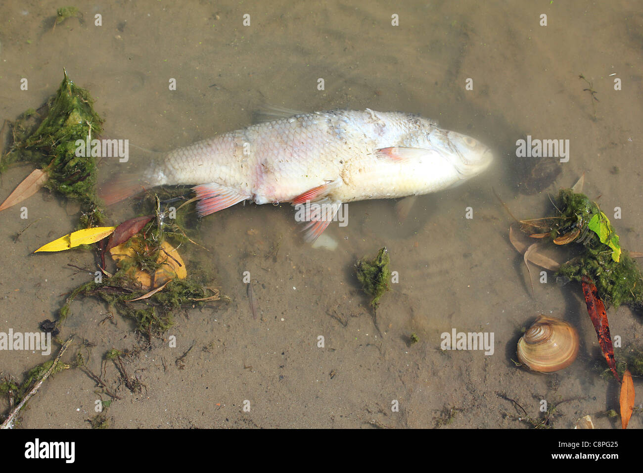 Dead fish floating in a polluted ocean hires stock photography and