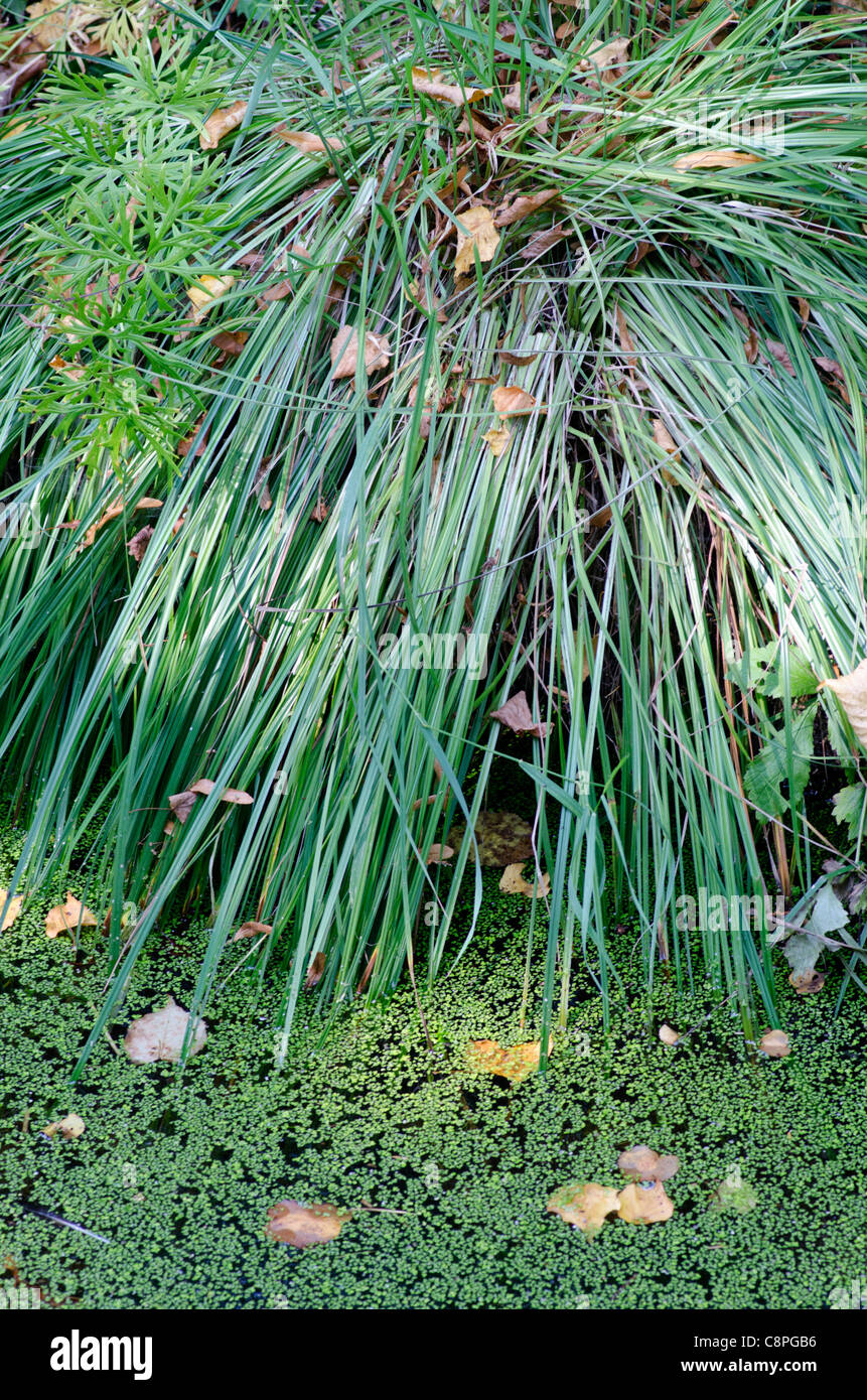 Carex, sedge growing beside a stream Stock Photo