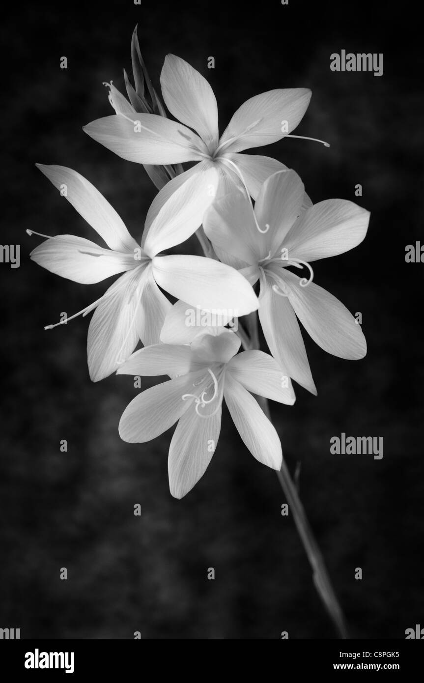 Black & White Art Image of Flowers Schizostylis Coccinea Pink Princess Stock Photo