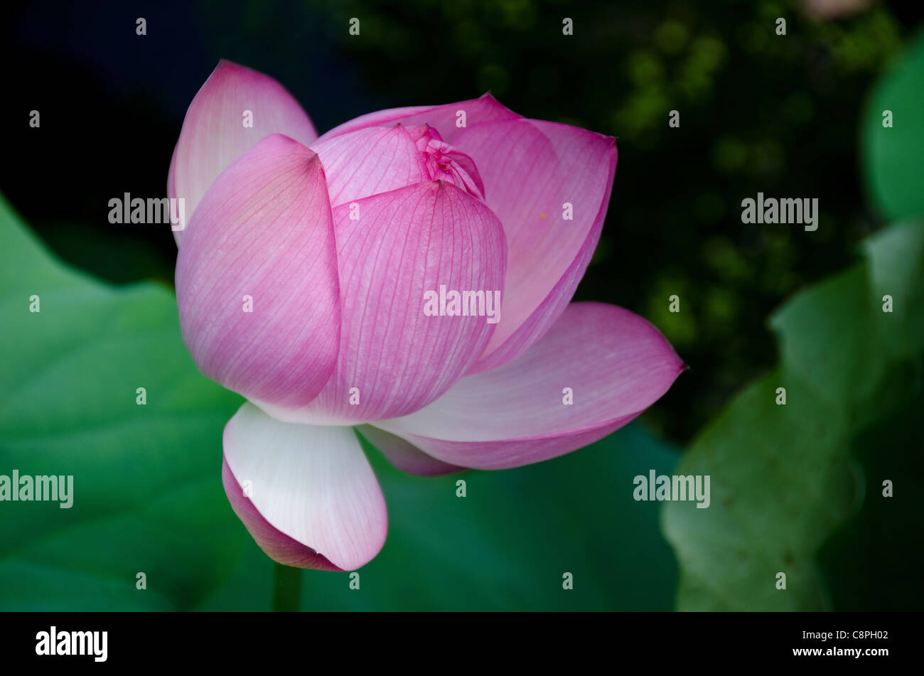 Closed Lotus Flower High Resolution Stock Photography and Images Alamy