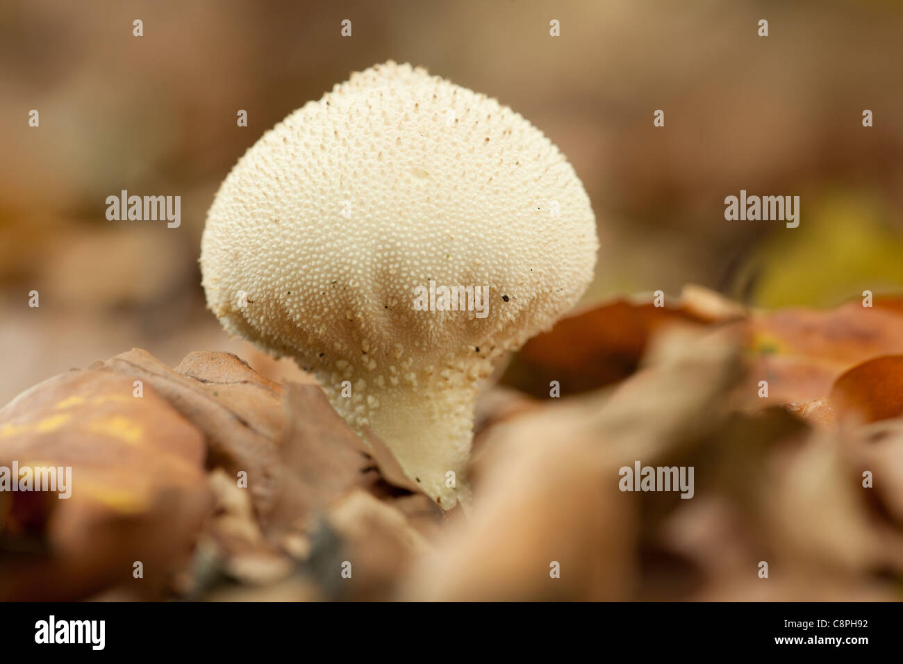 puff ball fungi grows out from the leaf litter in a Hampshire woodland Stock Photo
