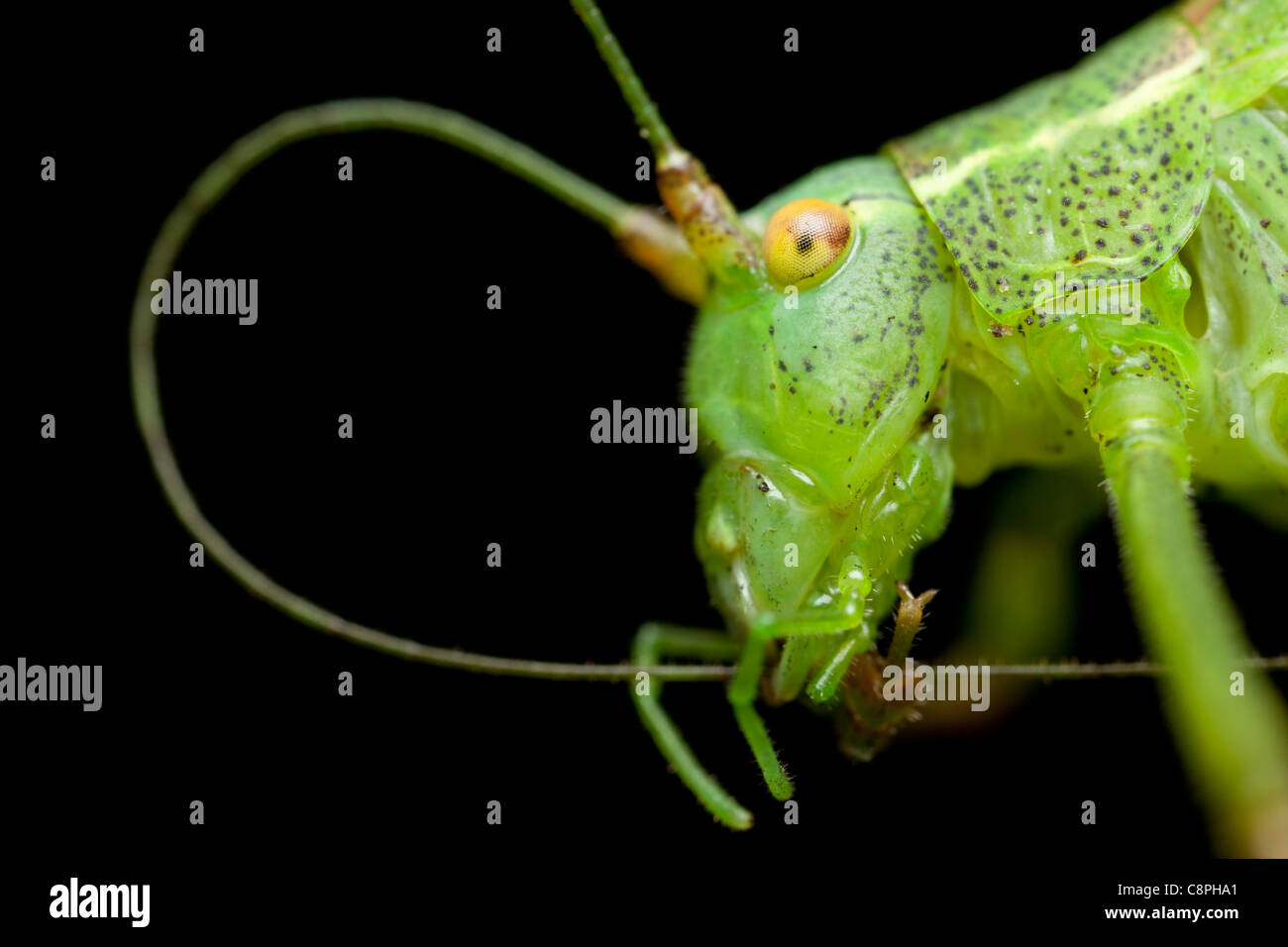 speckled bush cricket leptophyes punctatissima cleans antennae in a Hampshire garden Stock Photo