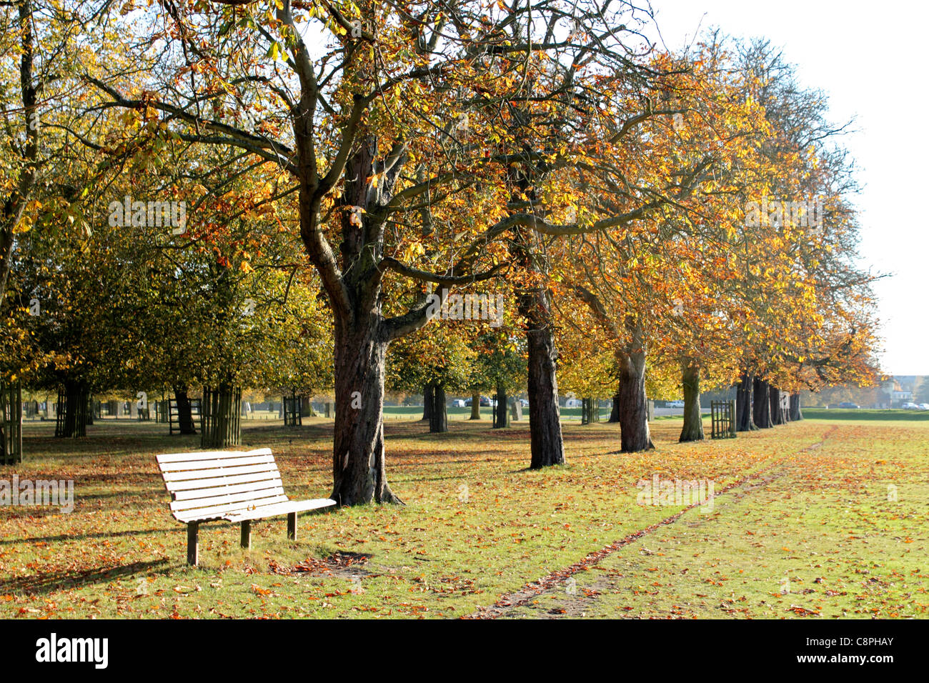Chestnut Avenue in Bushy Park one of London's Royal Parks near Hampton Court in south west London England UK Stock Photo