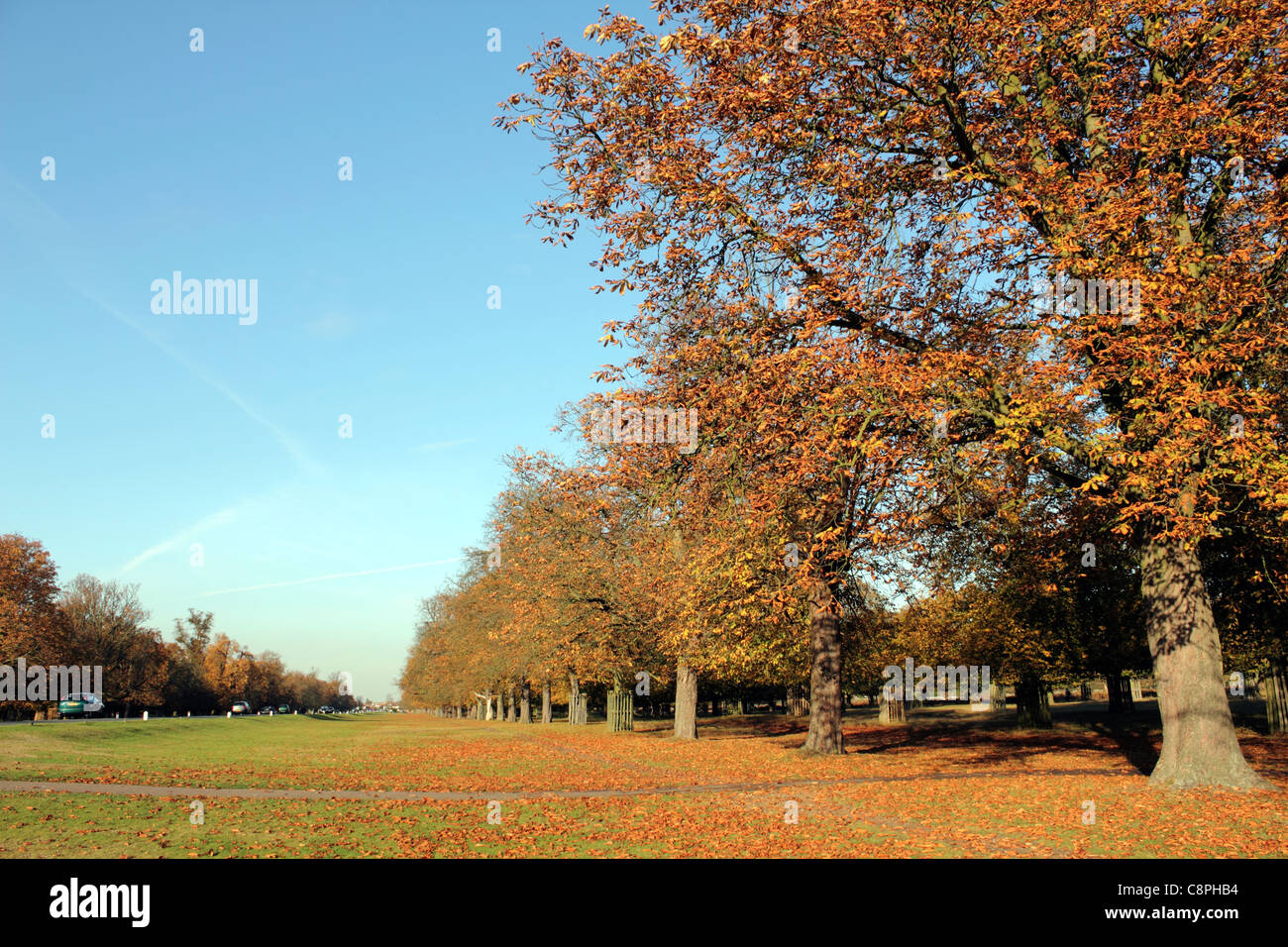 Chestnut Avenue in Bushy Park one of London's Royal Parks near Hampton Court in south west London England UK Stock Photo