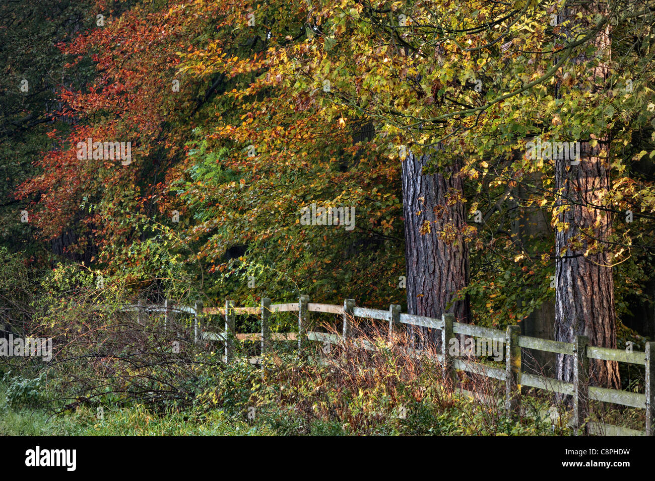 Beautiful autumn foliage near Lofthouse in Nidderdale, Yorkshire, England Stock Photo