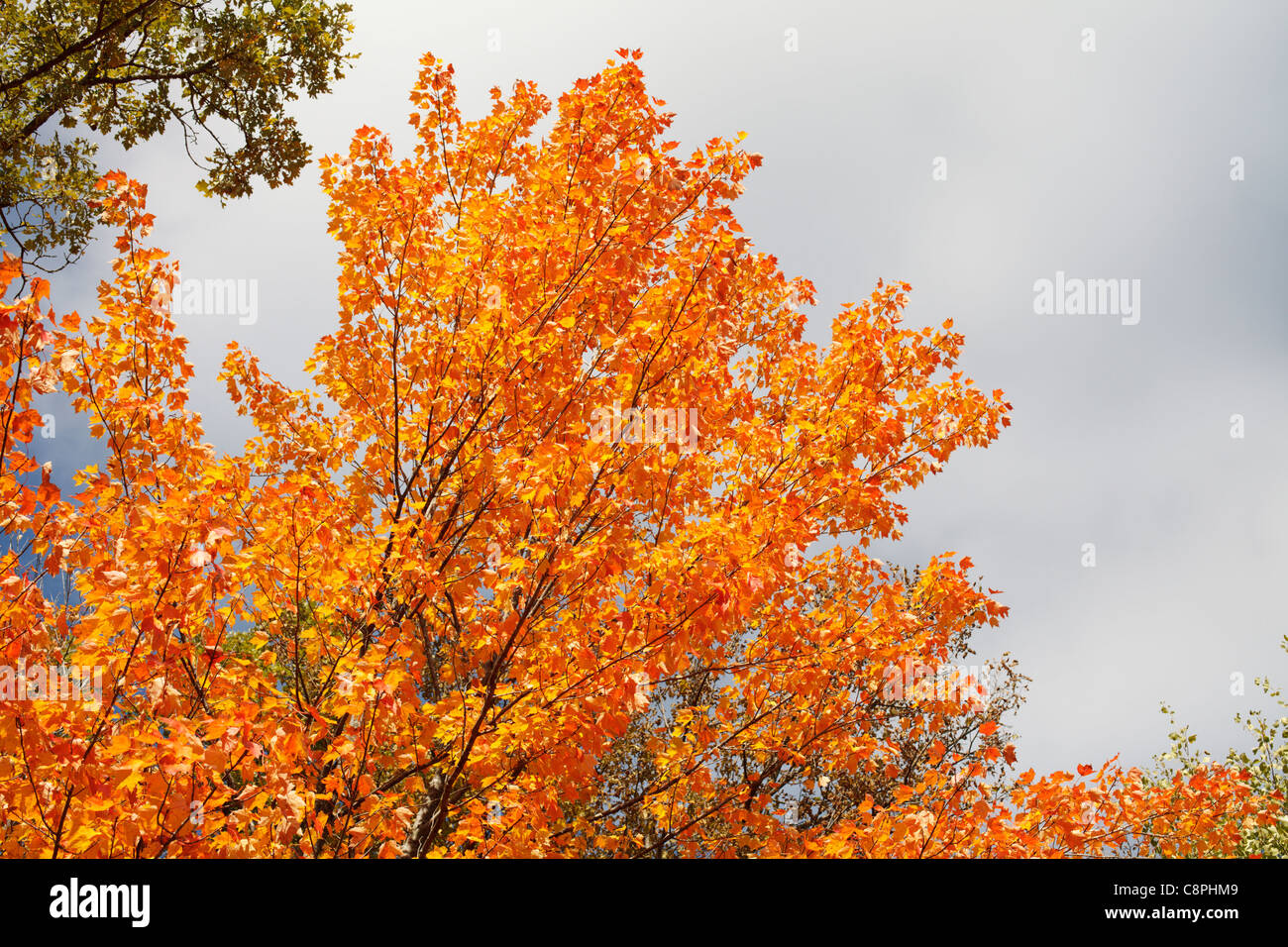 A maple tree with leaves turned orange / yellow in autumn Stock Photo ...