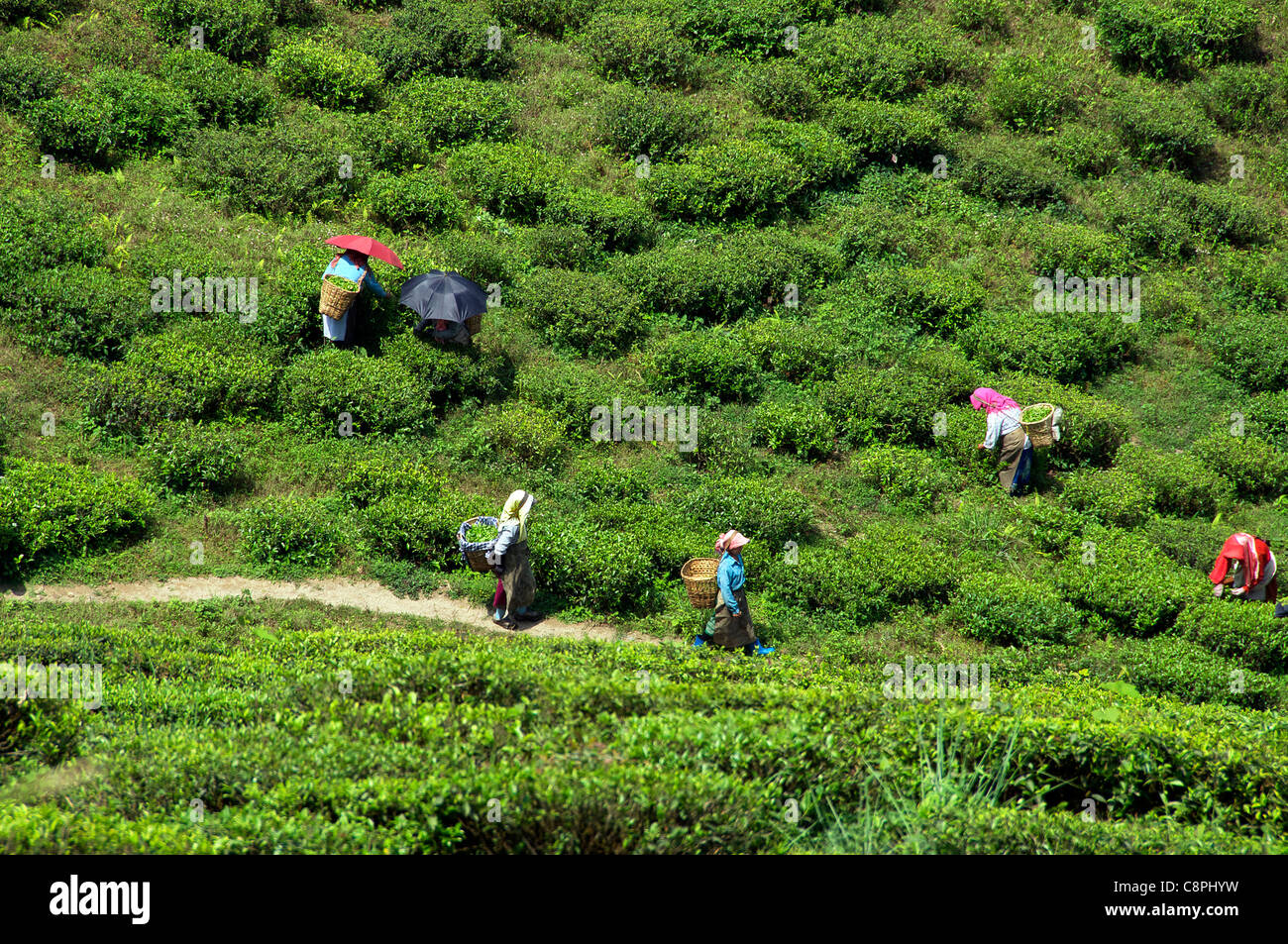 Tea pickers Happy Valley Tea Estate Darjeeling West Bengal India Stock Photo