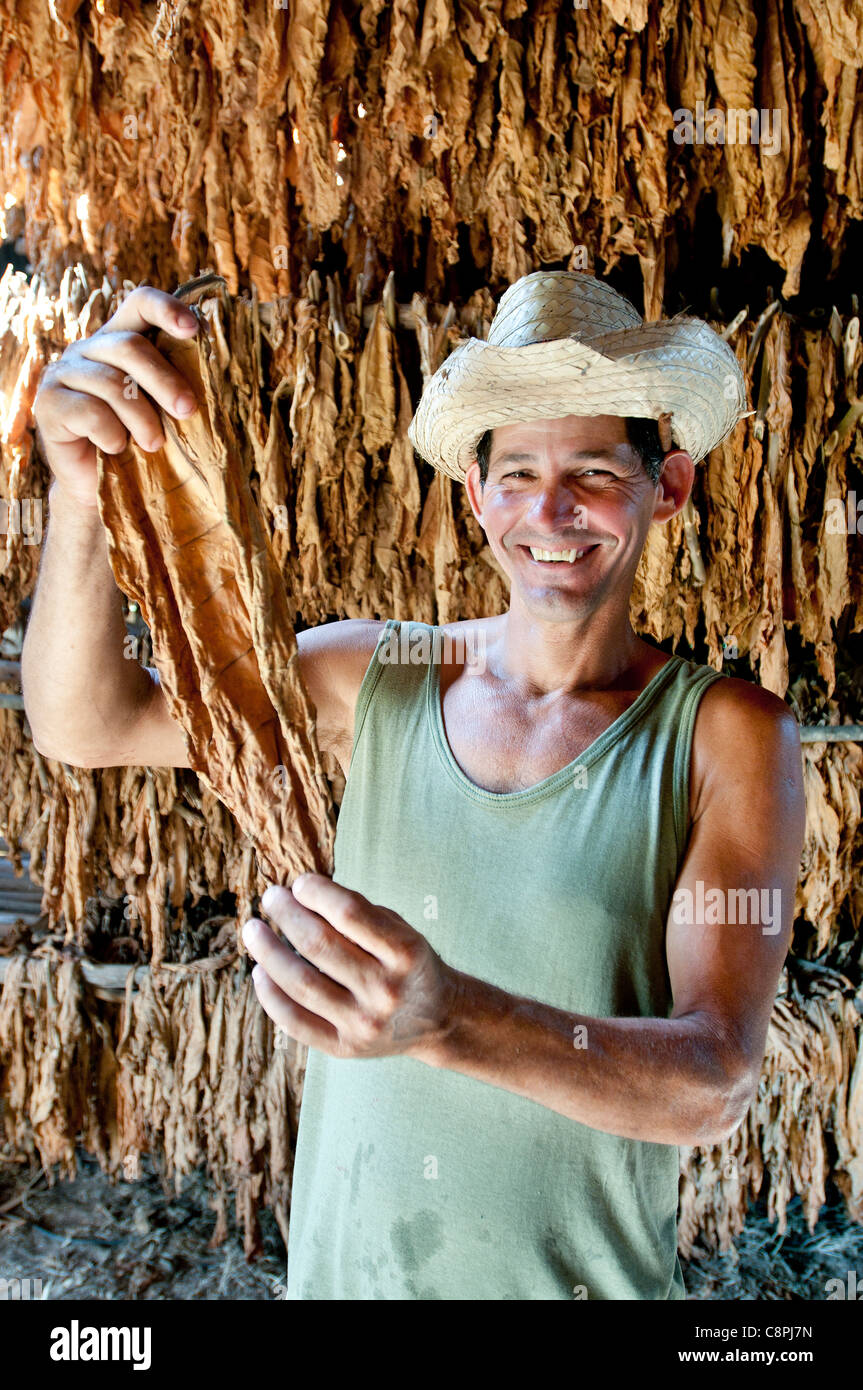 Leaf drying barn on tobacco farm with farmer, Vinales, Cuba Stock Photo