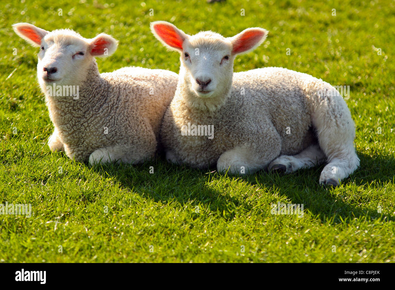 Lambs animals hires stock photography and images Alamy