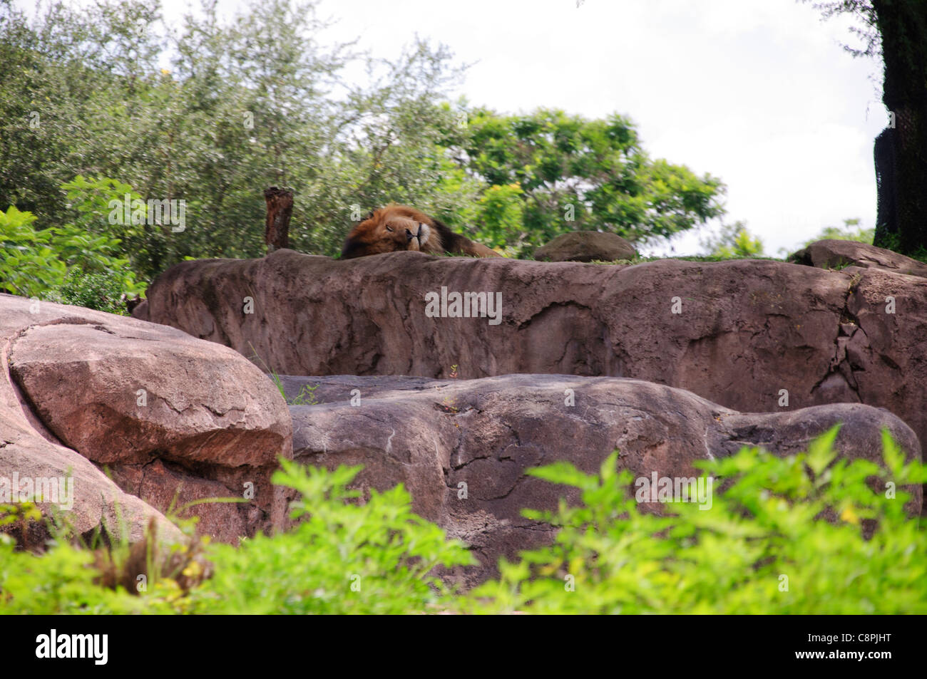 Kilimanjaro  safari in animal kingdom florida, various animals and close ups including the in truck view of the tour Stock Photo