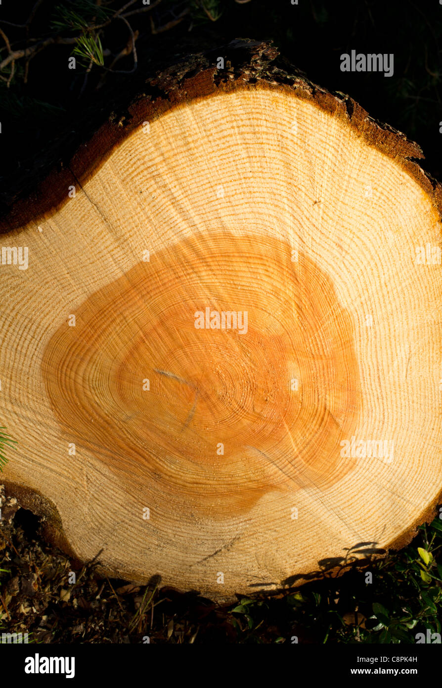 Closeup of a cross section of a pine tree trunk cutting surface ( pinus