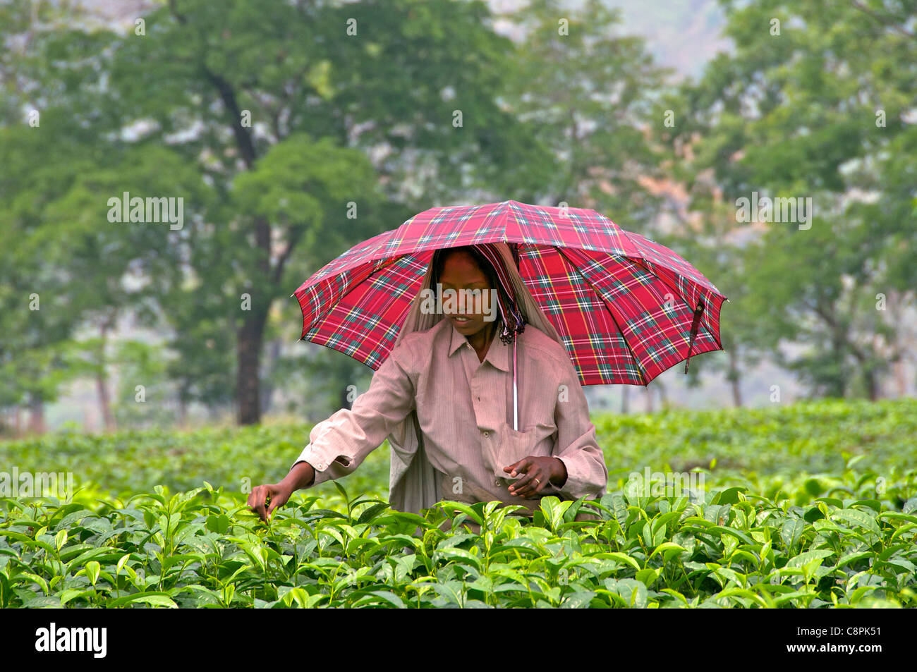 Female tea picker with tartan umbrella Pani Nigatta Tea Estate West Bengal India Stock Photo