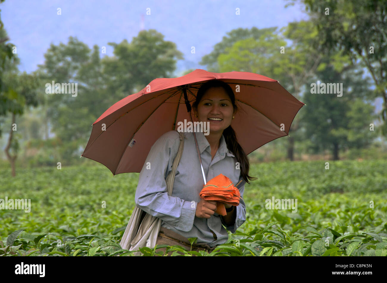 Pretty female smiling tea picker with umbrella Pani Nigatta Tea Estate West Bengal India Stock Photo