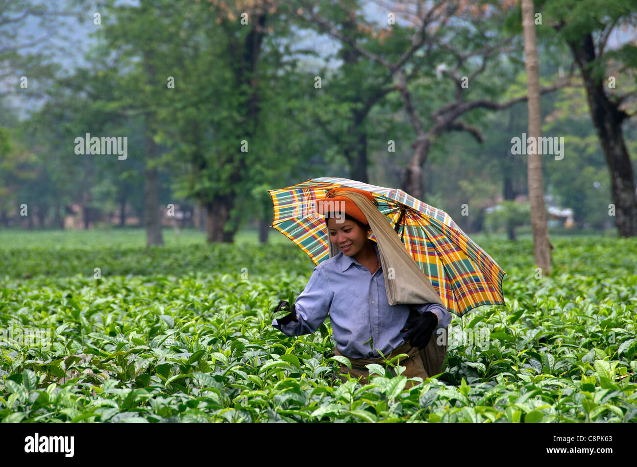 Pretty young female tea picker with umbrella Pani Nigatta Tea Estate West Bengal India Stock Photo