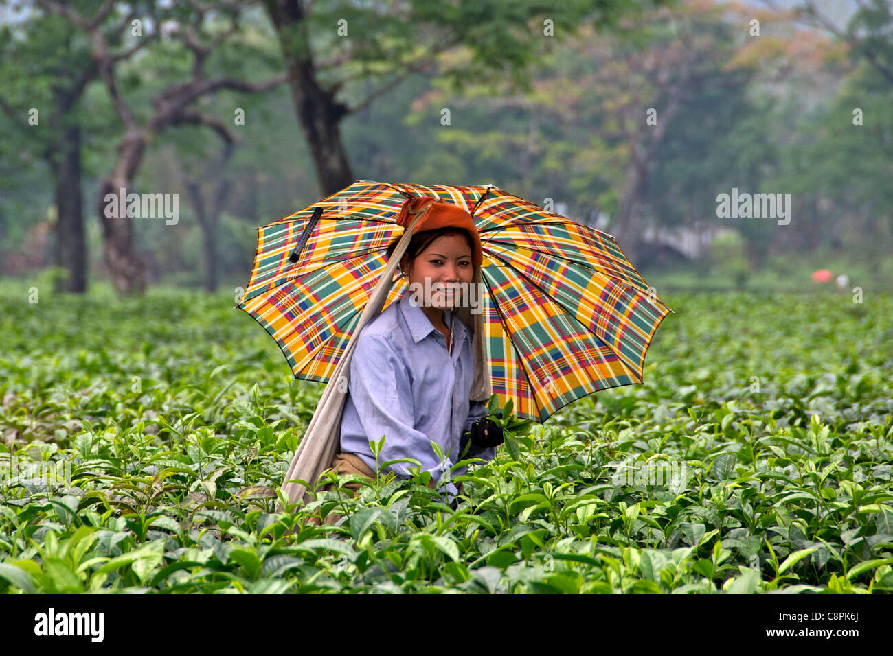 Pretty young female tea picker with umbrella Pani Nigatta Tea Estate West Bengal India Stock Photo
