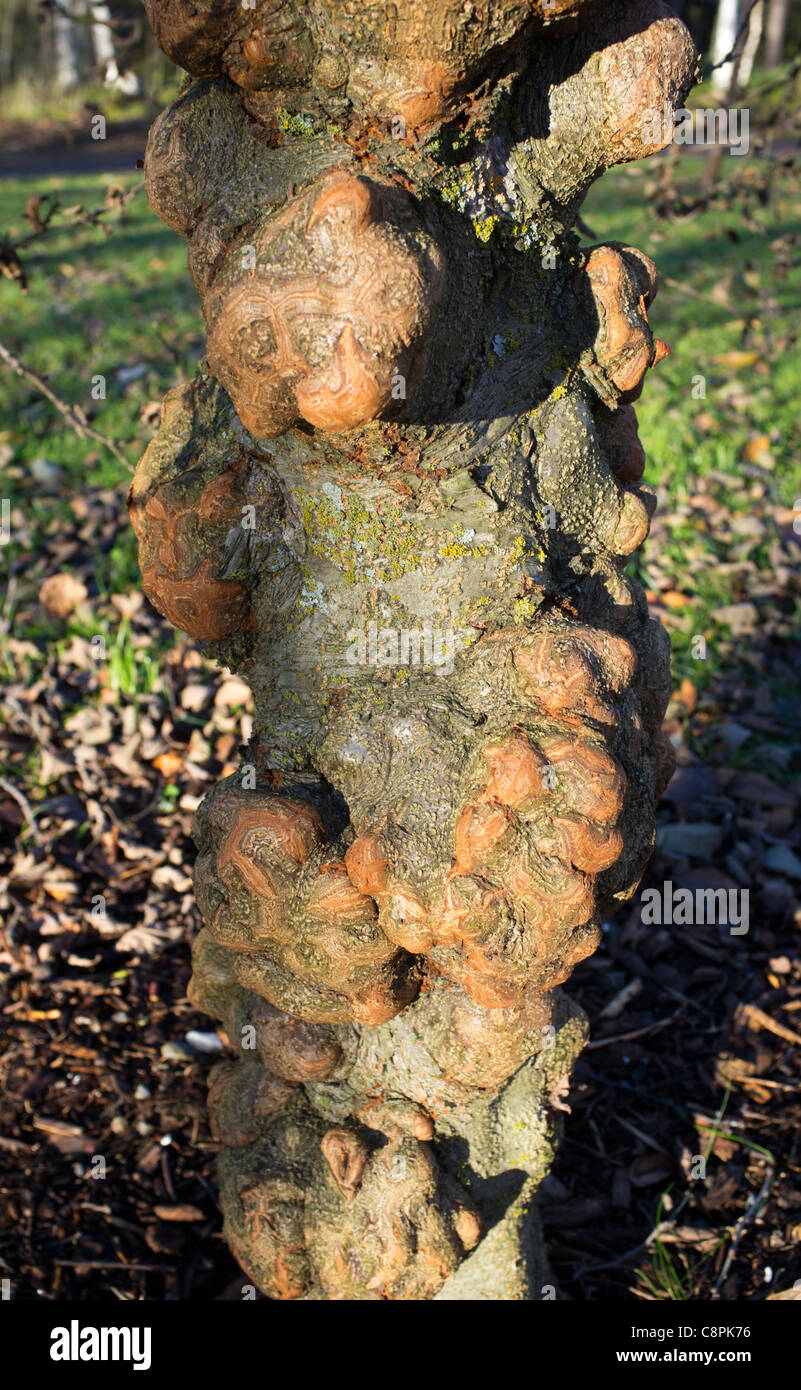 Grey alder ( Alnus Incana gibberosa f. Gibberlii Betulaceae ) trunk , Finland Stock Photo