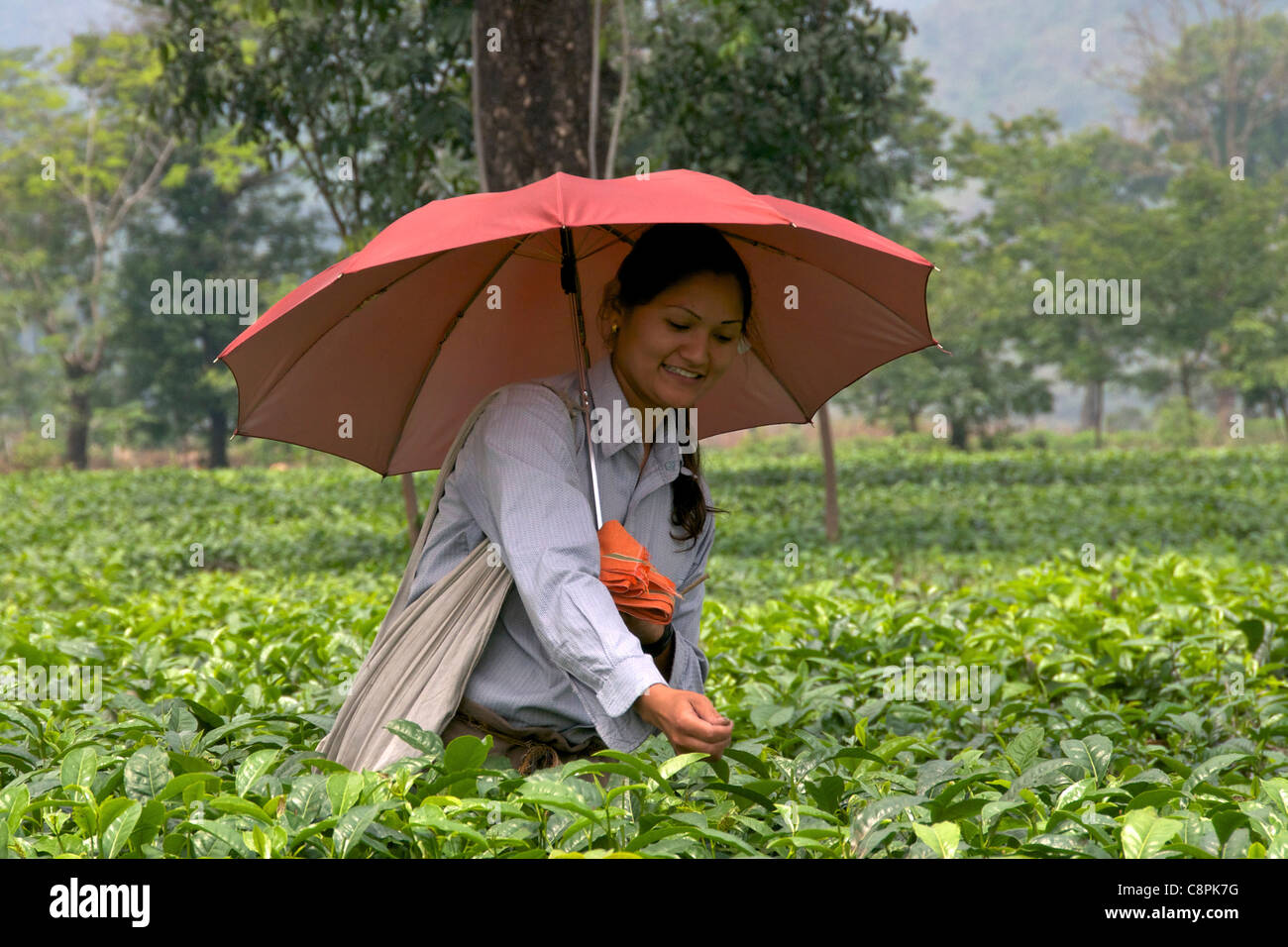Pretty female tea picker with umbrella Pani Nigatta Tea Estate West Bengal India Stock Photo