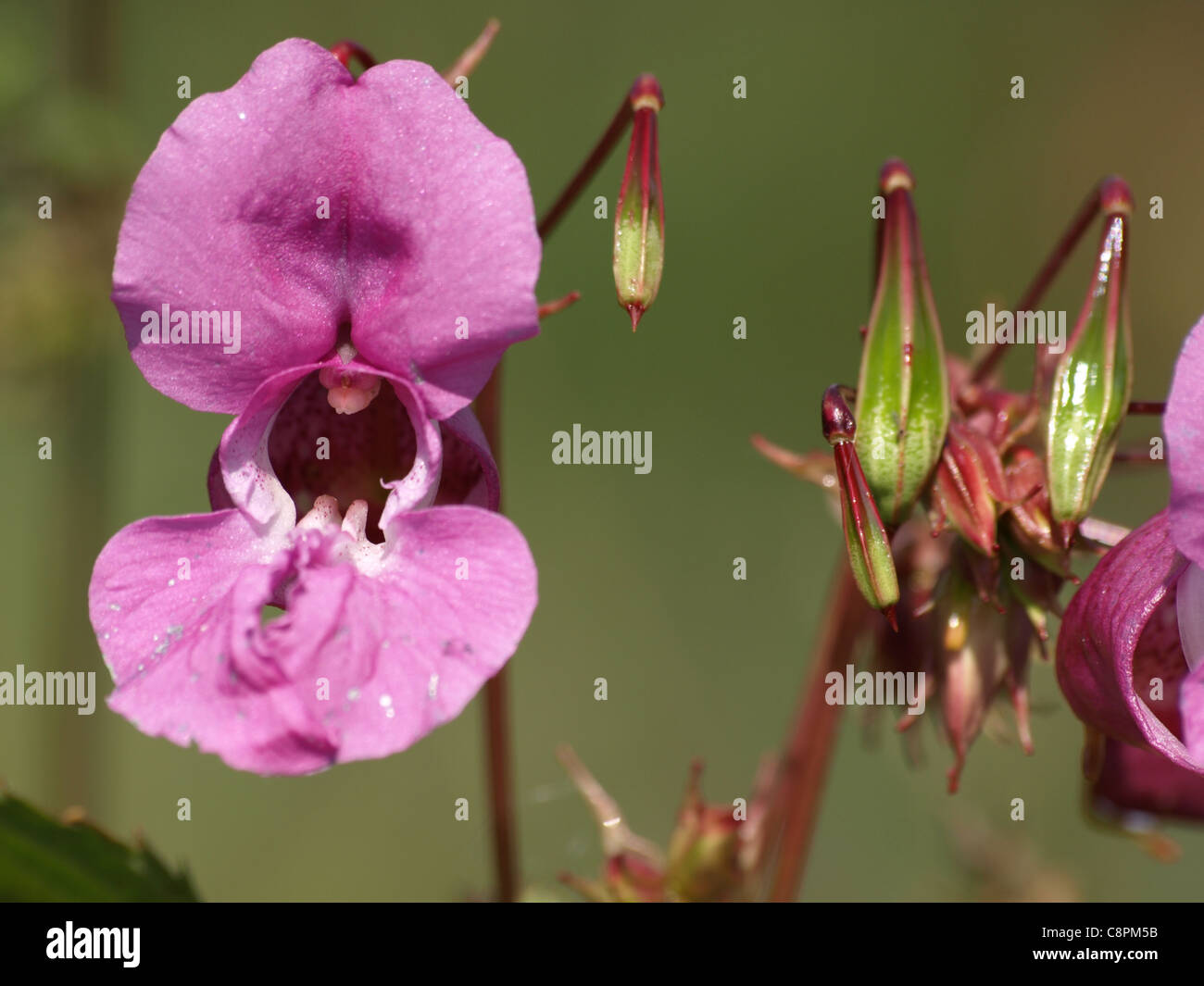 Himalayan Balsam / Policeman´s helmet / Impatiens glandulifera / Drüsiges Springkraut Stock Photo