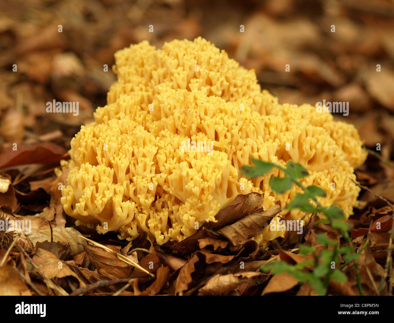 Golden Coral mushroom / Coral fungus / Ramaria aurea / Goldgelbe Koralle on woodground Stock Photo