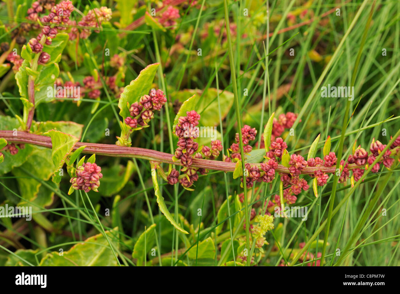 Sea Beet, beta vulgaris Stock Photo