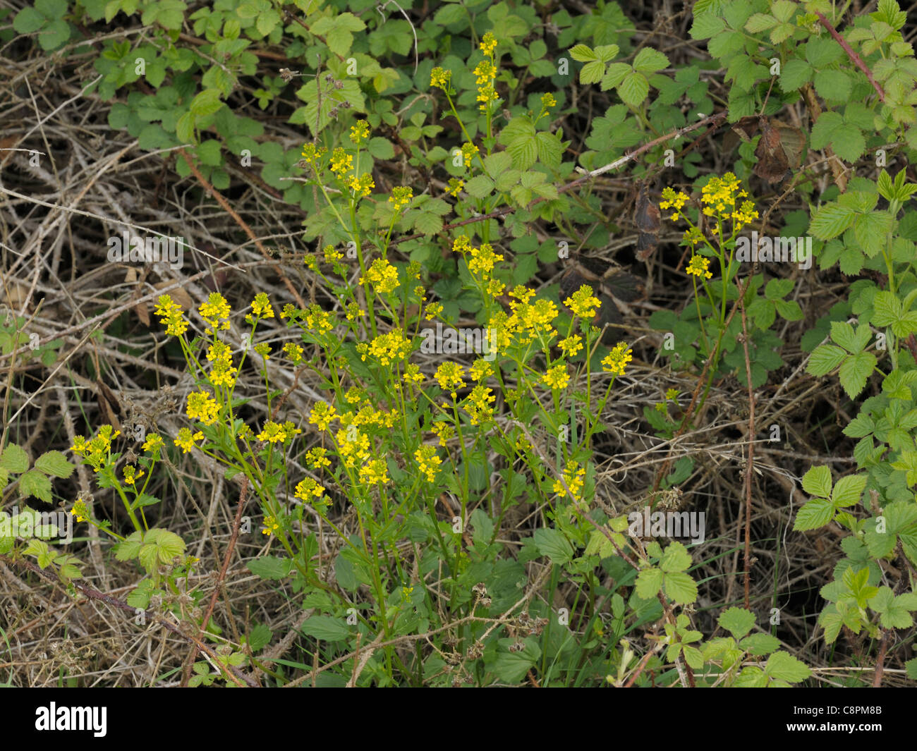 Winter-cress, Barbarea vulgaris Stock Photo
