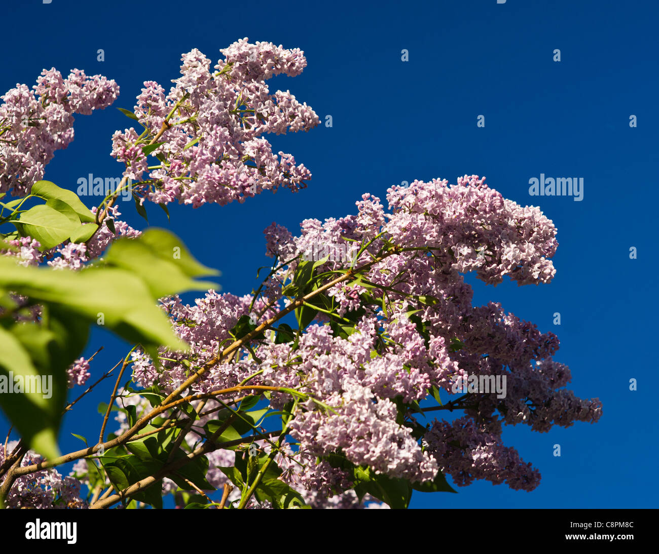 Sprays of lilac against deep blue sky Stock Photo