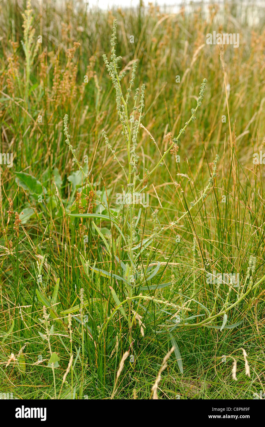 Grass-leaved Orache, atriplex littoralis Stock Photo