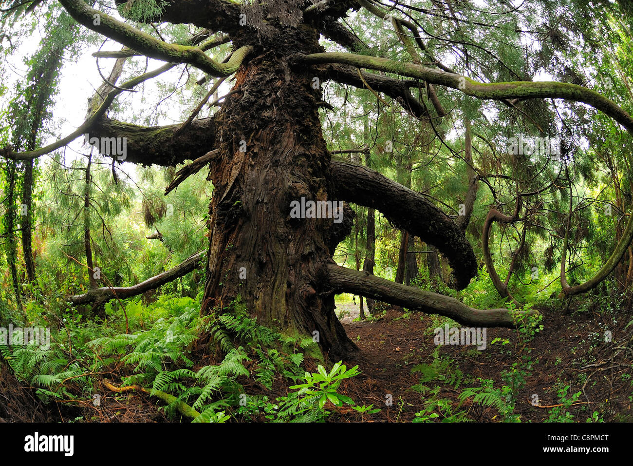 Cryptomeria japonica (Japanese Red-cedar) trunk Stock Photo