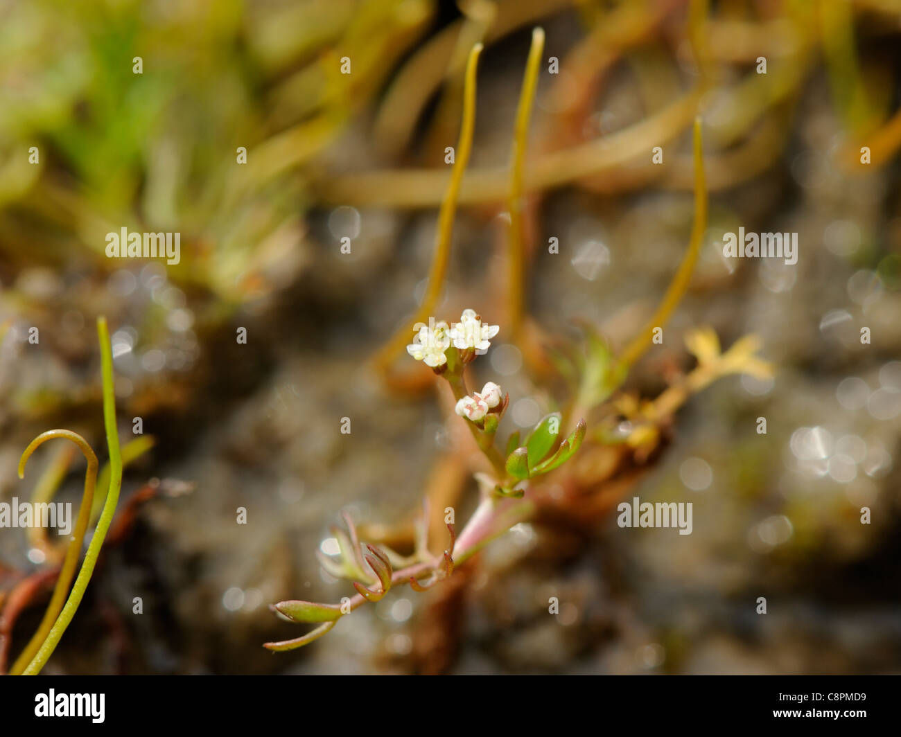 Lesser Marshwort, apium inundatum Stock Photo