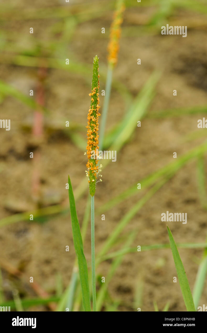 Orange Foxtail grass, alopecurus aequalis Stock Photo