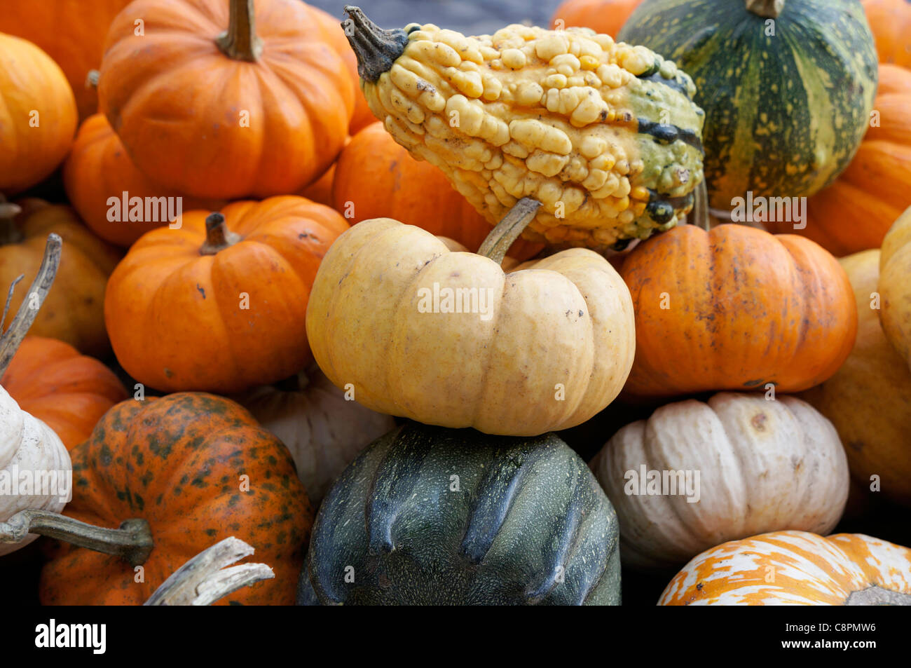 Pumpkins and Squashes, Variety of Vegetable Squashes Stock Photo
