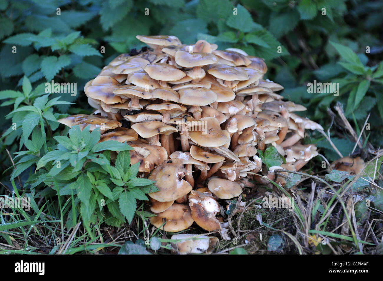 A clump of wild fungi uk Stock Photo