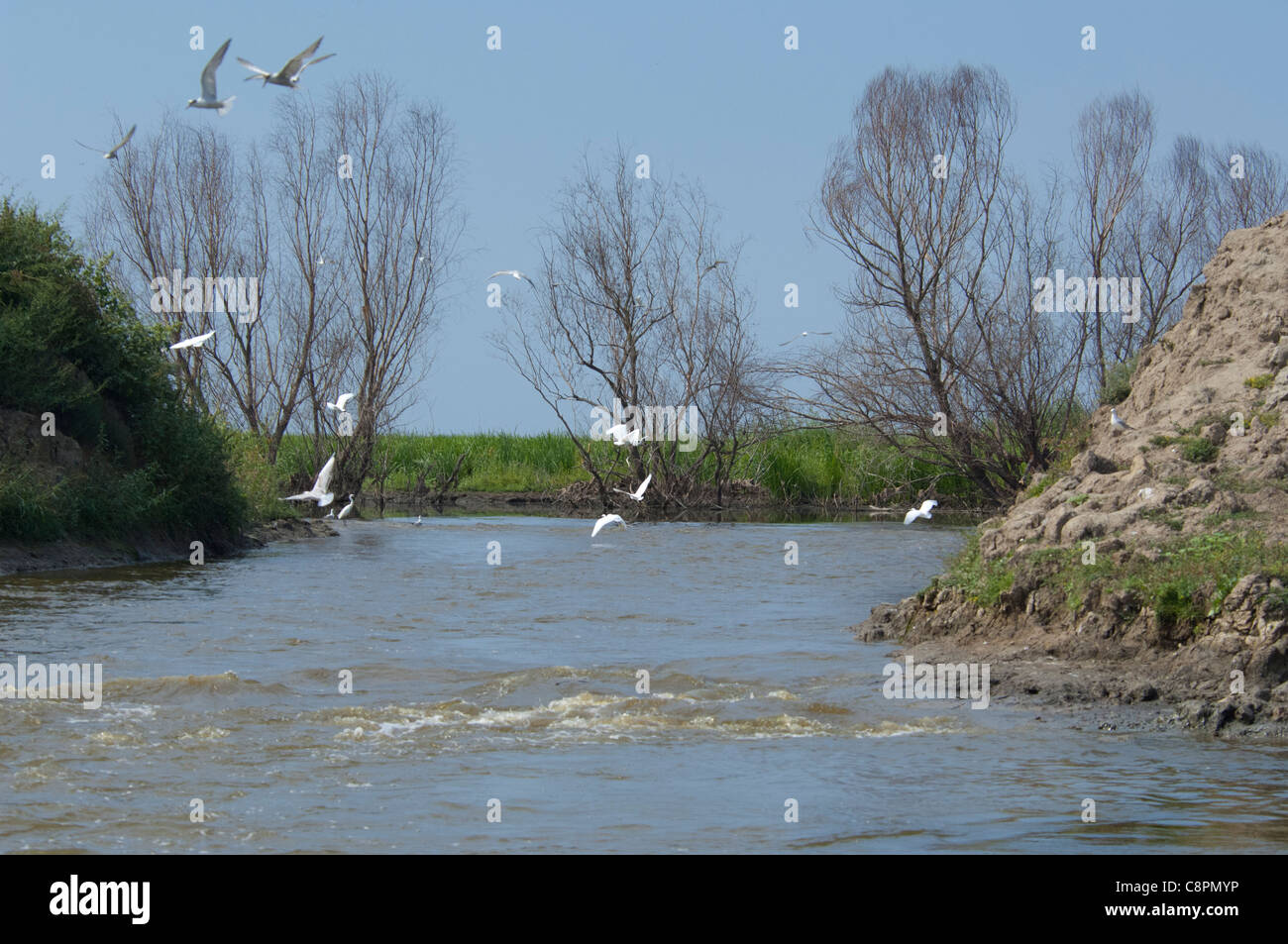 Romania, Dobrudgea region, Tulcea, Danube Delta. Sfantu Gheorghe, wetland bird habitat. UNESCO Biosphere Reserve. Stock Photo