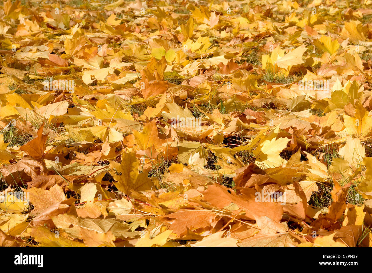 yellow maple leaves are in autumn on the ground Stock Photo - Alamy