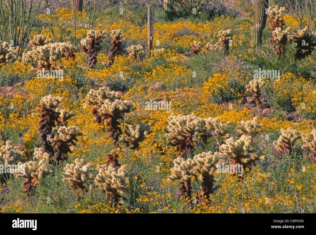 Blooming brittlebush with cholla, ocotillo and saguaro, Kofa National