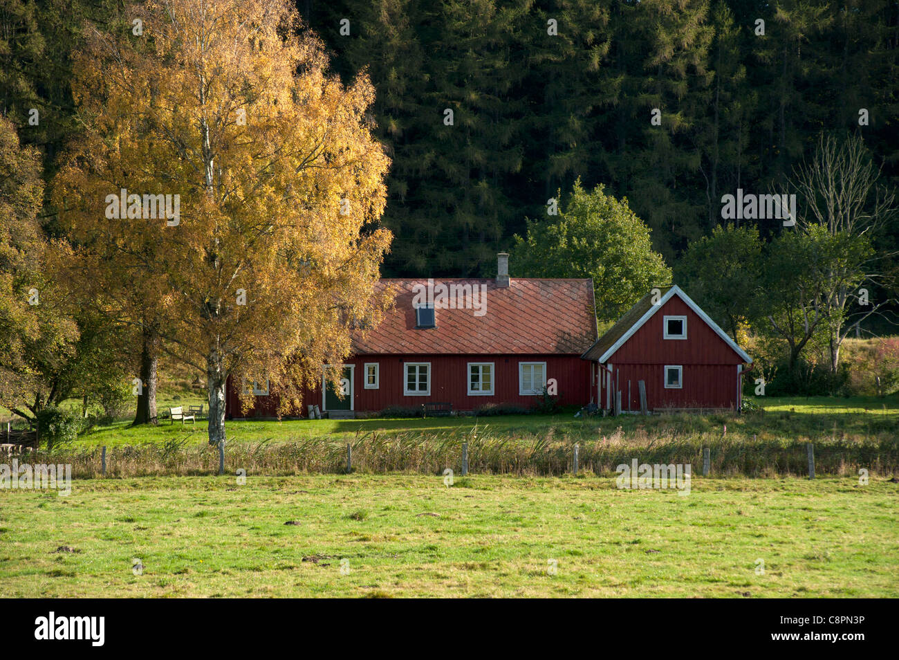 Small redpainted cottage with a yellow birch Stock Photo
